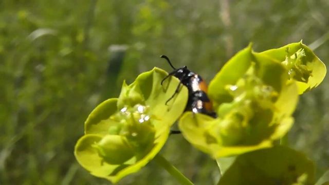 БИОСФЕРА: 124. Нарывник Крошка (Mylabris pusilla) смотреть онлайн