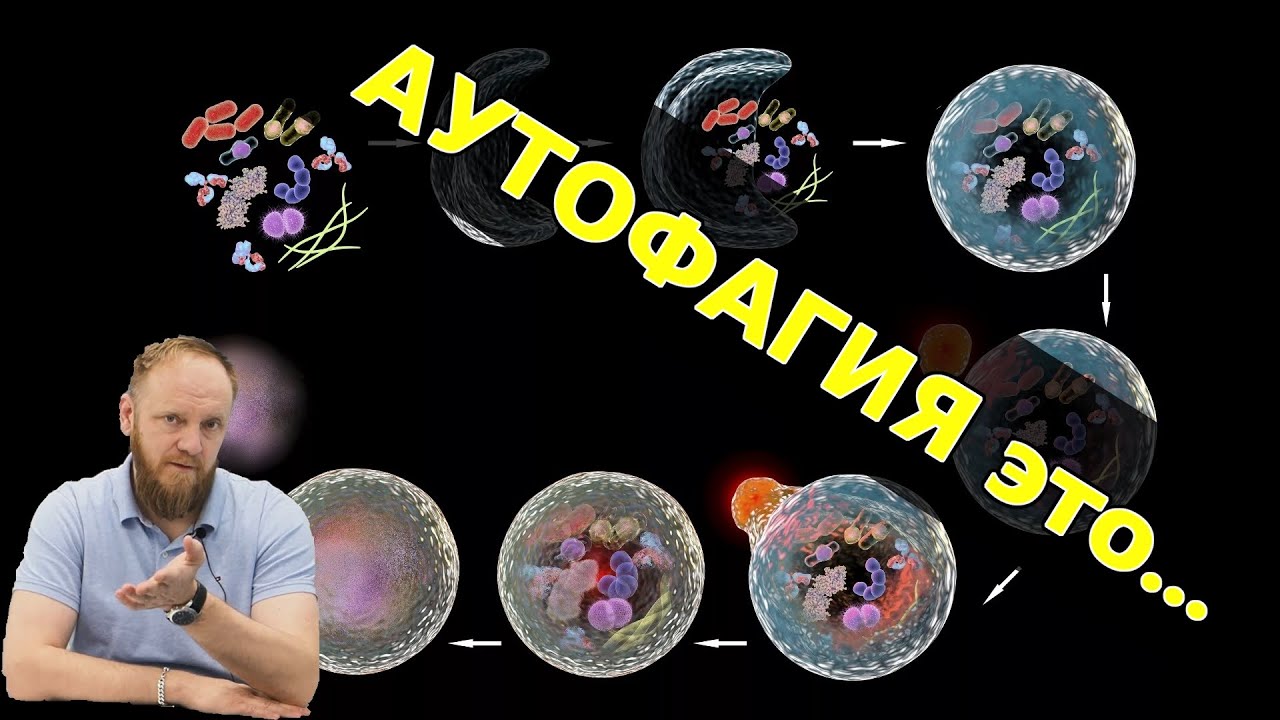 АУТОФАГИЯ это. Как запустить процесс аутофагии?