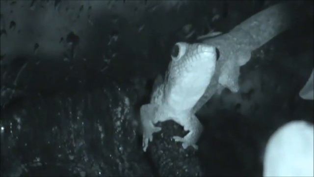 Eurydactylodes agricolae eating смотреть онлайн