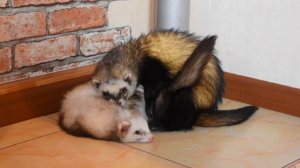 Вязка хорьков