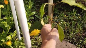 Маракуйя и розы