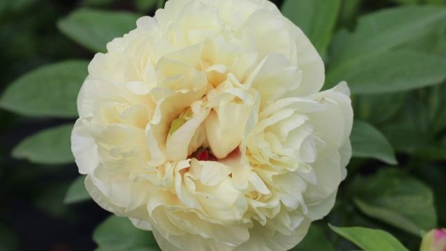 Пион Блонд Вижн /Peony Blonde Vision. смотреть онлайн