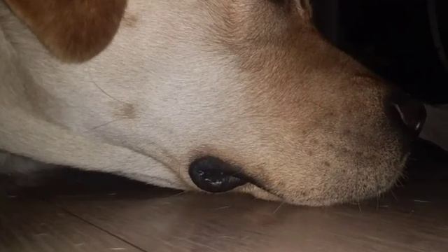 Моя собака Арчи!!! #5 смотреть онлайн