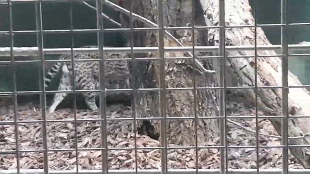 Берлин. Зоопарк. 1 января 2017. смотреть онлайн