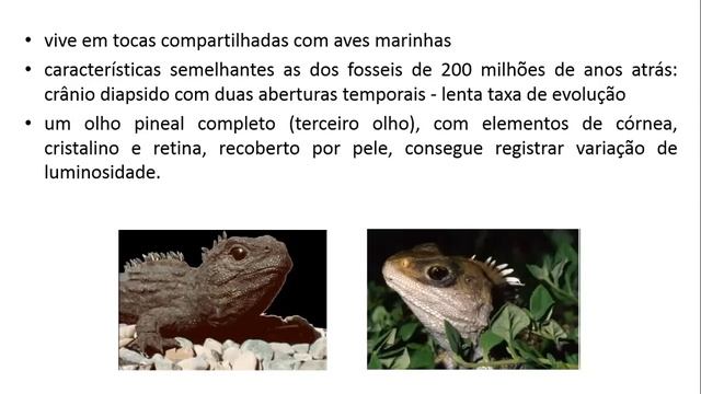 Filogenia, biologia e diversidade da Subclasse Diapsida Ordem Crocodylia e Sphenodonta смотреть онлайн