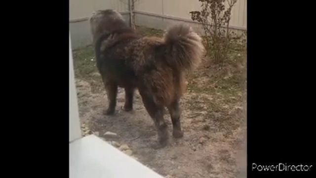 КАВКАЗСКАЯ ОВЧАРКА...ОХРАННАЯ СОБАКА..#собака#кавказскаяовчарка