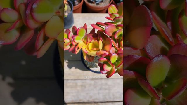 🌺 Crassula "Golden Sunset". Conocida como C. ovata cv. "Hummel's Sunset" Variegata смотреть онлайн