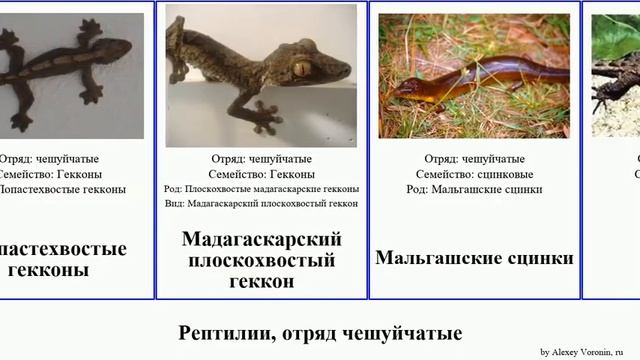 Рептилии, отряд чешуйчатые геккон гекконы сцинки гологлаз круглопалый дневной reptilia эублефар смотреть онлайн