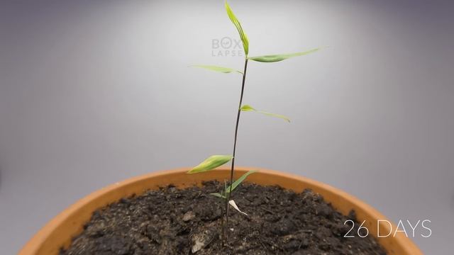 BAMBOO Growing From Seed Time-lapse смотреть онлайн