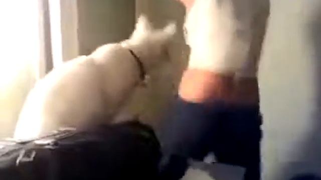 ТАКОГО РАЗВРАТА ДАЖЕ КОТ НЕ ВЫДЕРЖАЛ!! смотреть онлайн