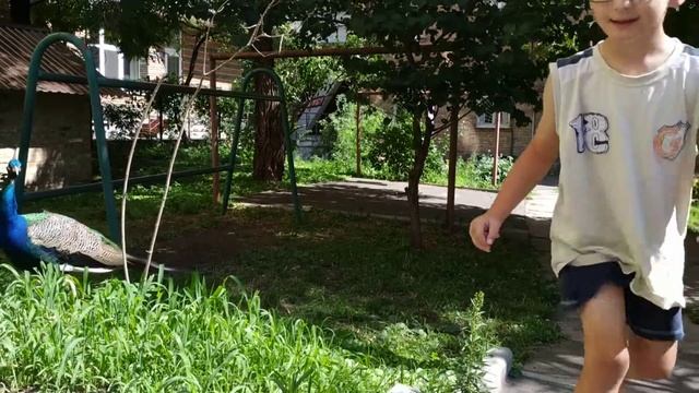 Дети и павлин гуляет на детской площадке смотреть онлайн
