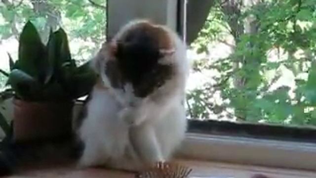 Кошка и расчёска
