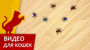 Видео для кошек - Игрушечные паучки (Развлеки Кота)