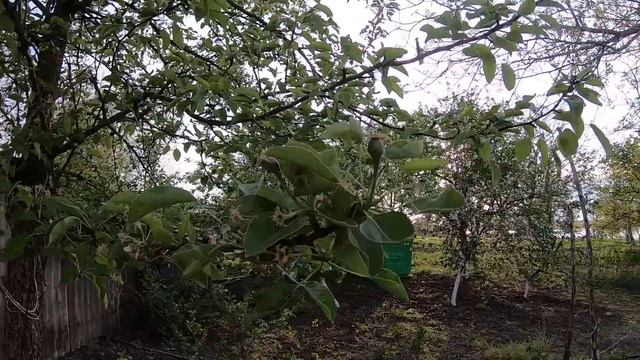 Высаживаем помидоры и лук. Прогулка по саду. смотреть онлайн