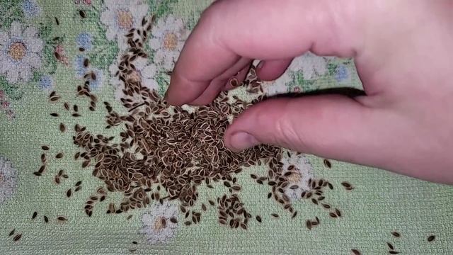 УКРОП ВЗОЙДЕТ ЩЕТКОЙ и быстро, не будет болеть! Посейте так укроп, и быстрые всходы гарантированы! смотреть онлайн