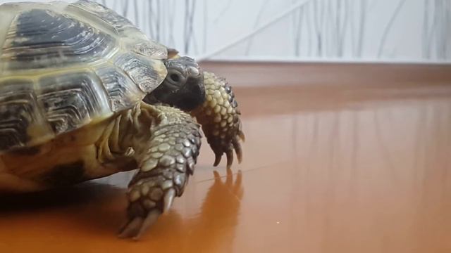 черепаха учуила еду смотреть онлайн