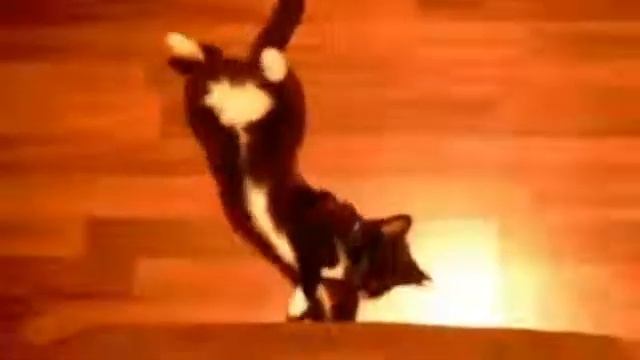 Кот спит и падает смотреть онлайн