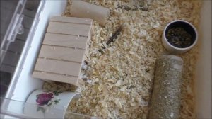 Как повесить поилку для хомяка в дюне? // У НАС ЖАРА