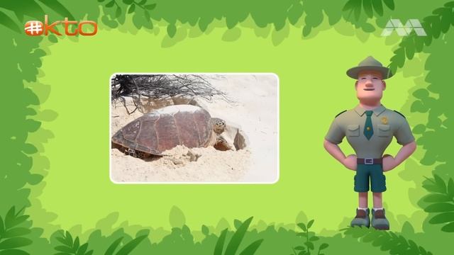 Let's Get Active With Leo | Find Out What Kind of Animals Are In Singapore ??|1 Hour|@Mediacorpokto смотреть онлайн