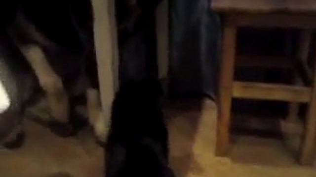 Фикус и Африка лежат смотреть онлайн