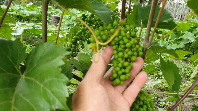 Виноград Маркетт (Markett) , зимостойкий неукрывной сорт винограда смотреть онлайн