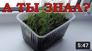 ЛУК ПОРЕЙ: секреты выращивания???