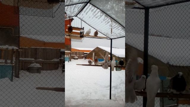 Ленинаканские голуби часть 2 смотреть онлайн