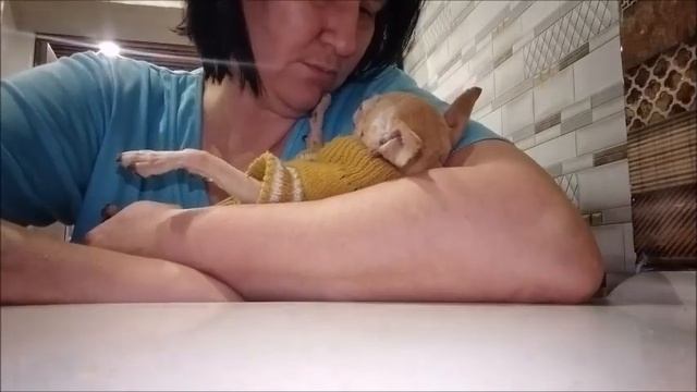 Мукбанг Изольды и дебют Нилли