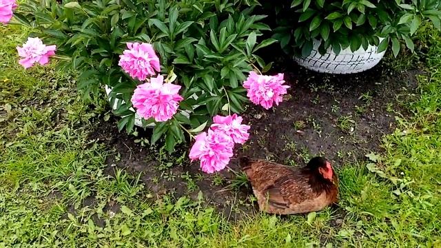 Пионы РОЗОВЫЕ наконец-то ЗАЦВИЛИ!!! 12 июня 2021г смотреть онлайн