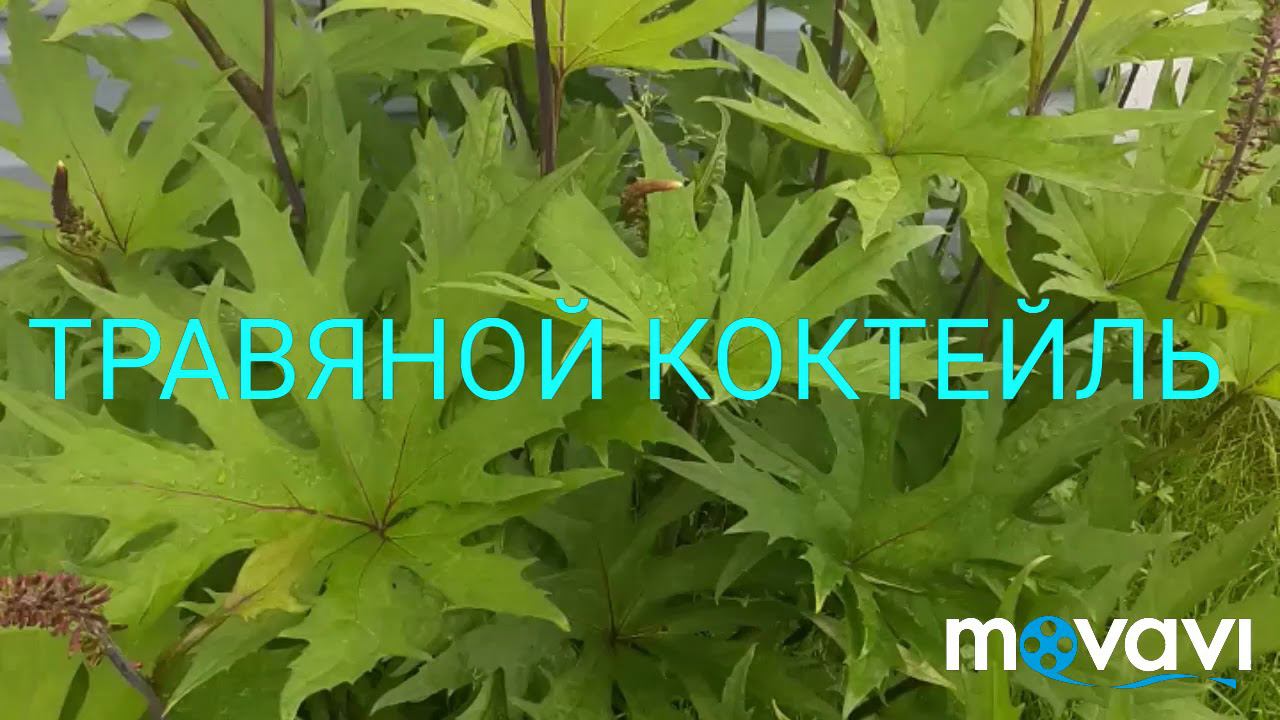 ТРАВЯНОЙ КОКТЕЙЛЬ ДЛЯ РАСТЕНИЙ!