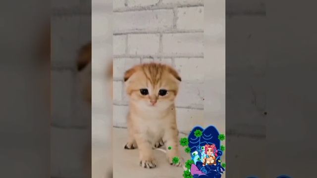 РАЗ ТЕТРАДЬ,ДВА ТЕТРАДЬ,ЕСТЬ ЧЕМ ЖОПУ ВЫТИРАТЬ. смотреть онлайн