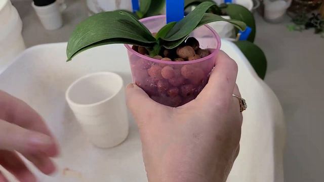 ROOTLESS PHALAENOPSIS ORCHIDS IN WATER CULTURE, MARCH 2021 UPDATE AND MY VERY BAD WEEK смотреть онлайн