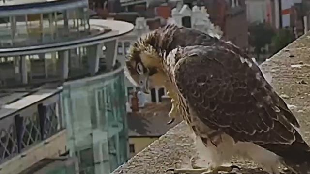 Peregrine Falcon, Eric welcome to your world. смотреть онлайн