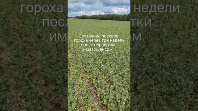 Действие имазошанса на сорные растения в посевах гороха. смотреть онлайн