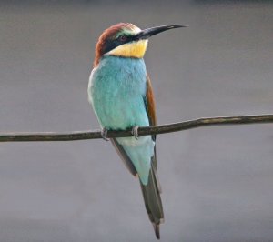 (стрим) уборка моей комнаты 🧹