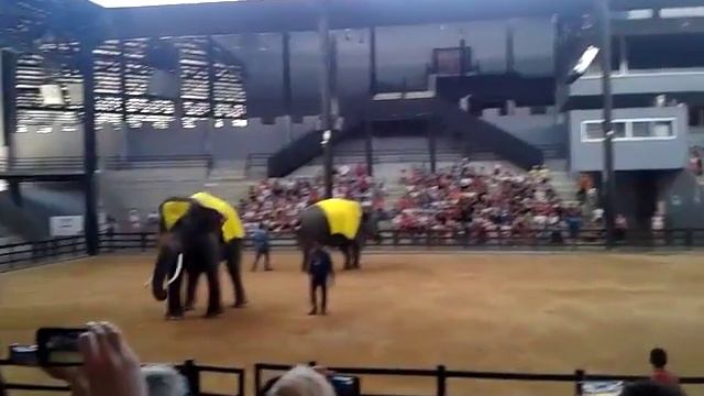 слоники играют в дартс смотреть онлайн