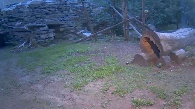 Amur Leopard Darla June 6, 2016 смотреть онлайн