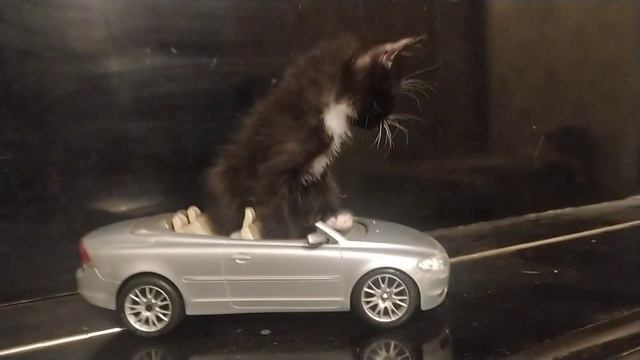кот,котёнок,мэнкс,родился 11 июля, 1 месяц,котёнок на машине смотреть онлайн