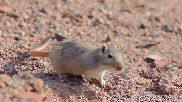 Государственный национальный природный парк «Чарын» (Шарын), Чарынский каньон смотреть онлайн