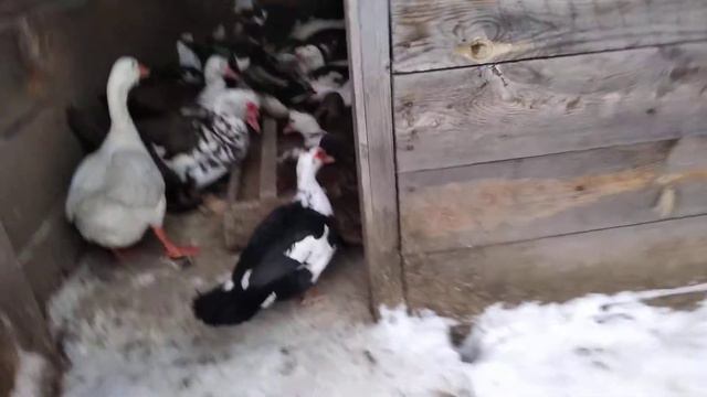 Вечернее кормление водоплавов. смотреть онлайн