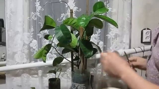 Нагрузка лимона Пандероза бутонами/плодами/ смотреть онлайн