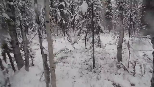 5 Часть . Промысел в тайге 2015 ! Охота на глухаря. смотреть онлайн