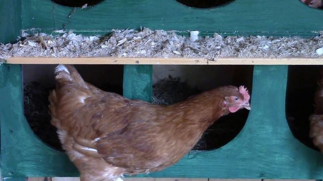 Курятник ЛПХ НатурПродукт смотреть онлайн