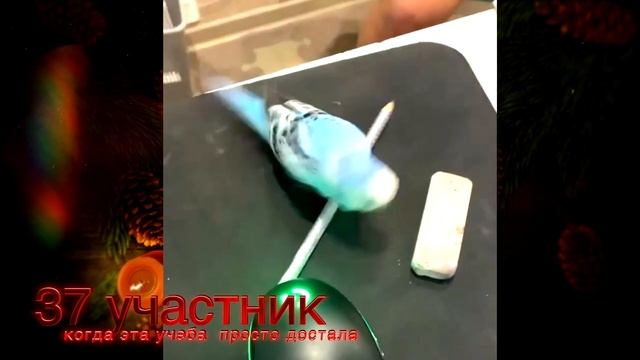 САМЫЕ СМЕШНЫЕ ПОПУГАИ НОВОГОДНИЙ ВЫПУСК И РОЗЫГРЫШ смотреть онлайн