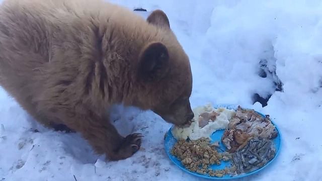 Petunia The Baby Black Bear Cub Feasting on Thanksgiving Dinner смотреть онлайн