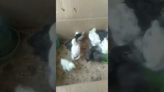 цыплята Колумбийской светлой Брамы от Зайнап смотреть онлайн