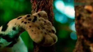 Семейство кошачьих, большие кошки, интересные факты о кошках