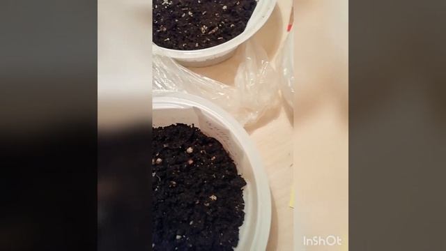 обзор на всходы цветов, после посева. колеус, астра, хризантема, гацания.... смотреть онлайн