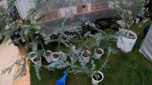 How to grow and care Eucalyptus Cinerea part 2