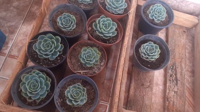 Álbum de vendas 11/06 temos ECHEVERIA GLAUCA/ plantas suculentas смотреть онлайн